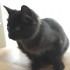 猫の♯