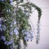 藤色の花弁
