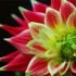 お花だらけよ。